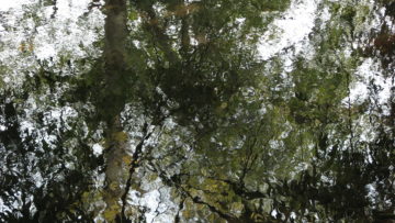 Sit-spot by the Creek