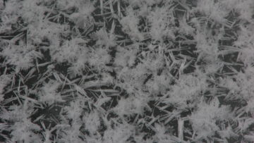 Forest Bathing At 14 Degrees Fahrenheit