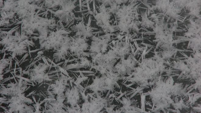 Forest Bathing At 14 Degrees Fahrenheit