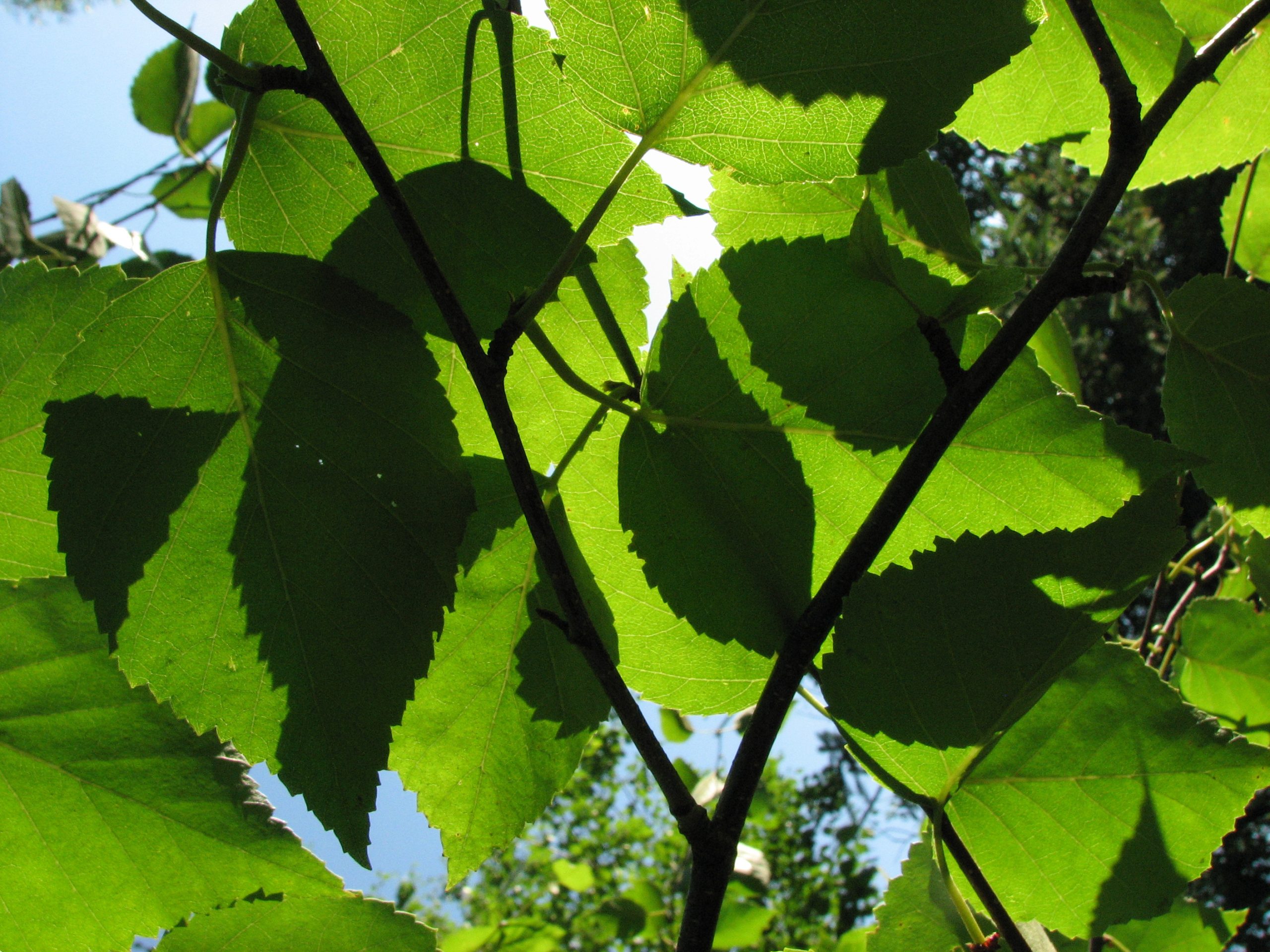 LightPlay-SU2023IMG_0706